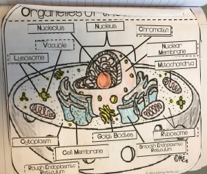 Animal Cell ISN page